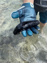 Holothuria atra