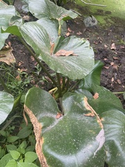 Colocasia
