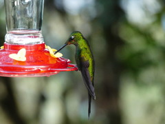 Heliodoxa imperatrix