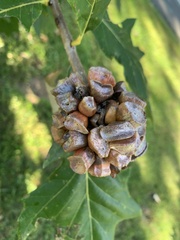 Andricus quercusstrobilanus