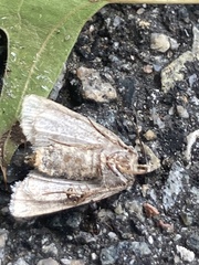 Lacinipolia