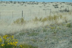 Osteospermum microcarpum