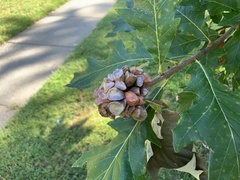 Andricus quercusstrobilanus