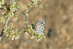 Euphilotes pallescens