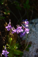 Pinguicula macroceras