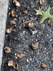Lacinipolia