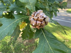 Andricus quercusstrobilanus