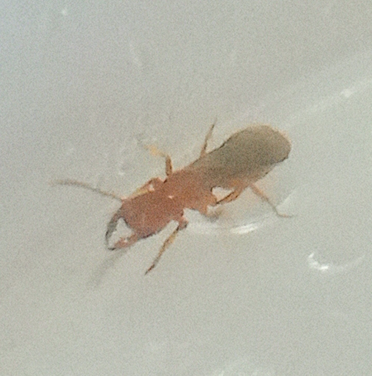 Wadeura guianensis