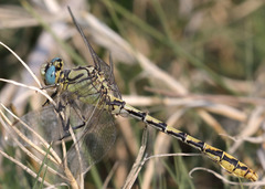 Ophiogomphus morrisoni