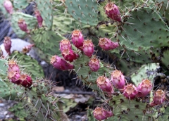 Opuntia littoralis