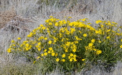 Osteospermum microcarpum