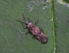 Leptoypha mutica
