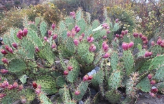 Opuntia littoralis
