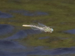 Ophiogomphus morrisoni