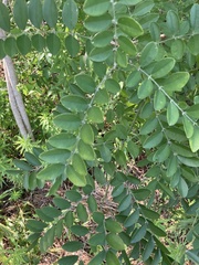 Styphnolobium