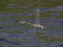 Ophiogomphus morrisoni