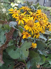 Ligularia