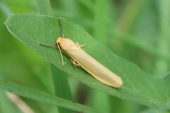Eilema