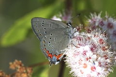 Satyrium acadica