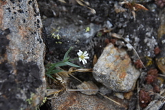 Stellaria longipes