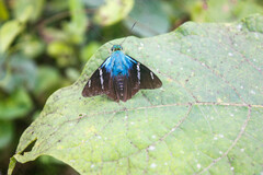 Astraptes fulgerator