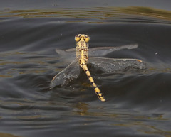 Ophiogomphus morrisoni