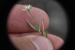 Stellaria longipes