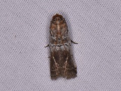 Chararica hystriculella
