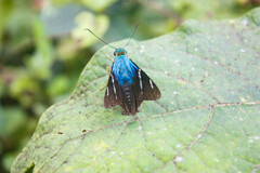 Astraptes fulgerator