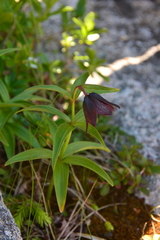 Fritillaria camschatcensis
