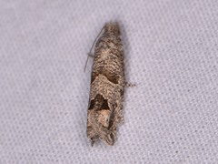 Pelochrista consobrinana