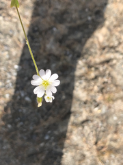 Cerastium beeringianum