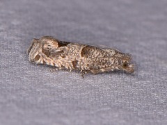 Pelochrista consobrinana