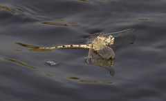 Ophiogomphus morrisoni