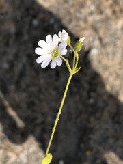 Cerastium beeringianum