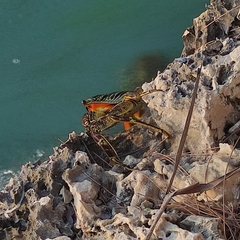 Grapsus