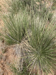 Yucca campestris