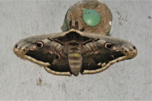 Saturnia pyri