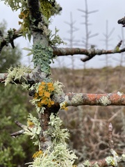 Teloschistes chrysophthalmus