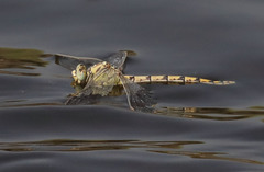 Ophiogomphus morrisoni
