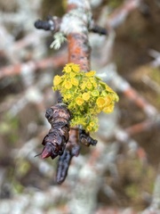 Teloschistes chrysophthalmus