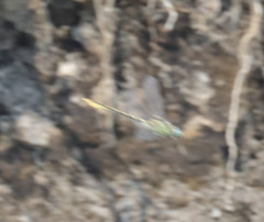 Ophiogomphus morrisoni