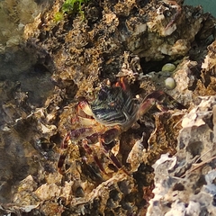 Grapsus