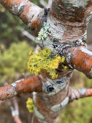 Teloschistes chrysophthalmus