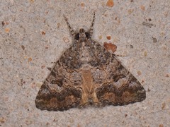 Eubolina impartialis