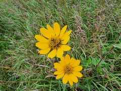 Helianthus mollis