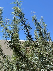 Berberis trifoliolata