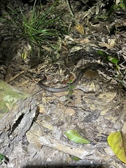 Cryptophis nigrescens