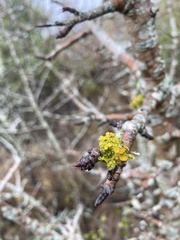 Teloschistes chrysophthalmus