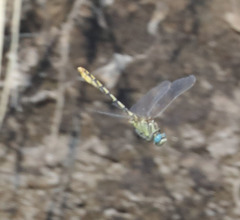 Ophiogomphus morrisoni